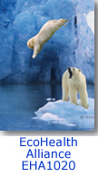 EHA1020 Polar Bears